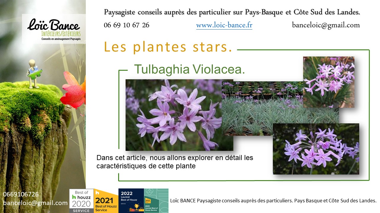 Paysagiste Ahetze, une vivace plante star de juillet 2024 : Tulbaghia Violacea.